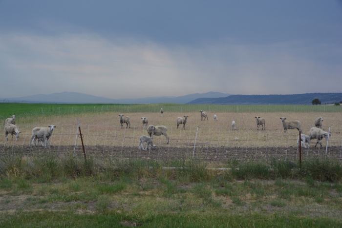 sheep farm
